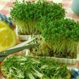 Семена салат Кресс листовой (зимняя грядка на подоконнике) (500 семян) описание, отзывы, характеристики
