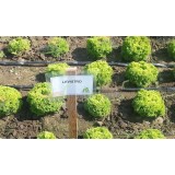 Семена салат Левистро полукочанный (Zip-пакет 10 драже) описание, отзывы, характеристики