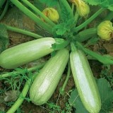 Семена кабачок Грибовский светло-зеленый (3г) описание, отзывы, характеристики