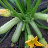 Семена кабачок Чаклун светло-зеленый (3г) описание, отзывы, характеристики