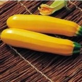 Семена кабачок Елоу Хаус F1 желтый (5 семян) описание, отзывы, характеристики