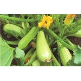 Семена кабачок Гайдамака светло-зеленый (20 семян) описание, отзывы, характеристики