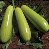 Семена кабачок Ясна F1 самоопыляемый (5 семян) описание, отзывы, характеристики