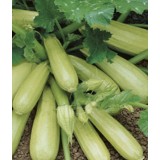 Семена кабачок Кавили F1 светло-зеленый (3 семени) описание, отзывы, характеристики