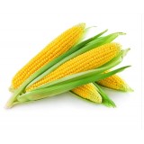 Семена кукуруза Сахарная  (10г) описание, отзывы, характеристики
