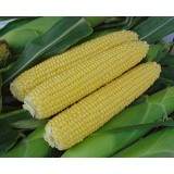 Насіння кукурудза для консервування (Тесті Світ F1) (15 насінин) опис, характеристики, відгуки