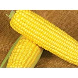 Семена кукуруза Оверленд F1 сахарная (15 семян) описание, отзывы, характеристики