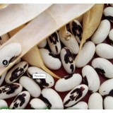 Семена фасоль Ласточка кустовая зерновая (10г) описание, отзывы, характеристики