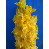 Гладиолус крупноцветковый Charisma (5 луковиц) описание, отзывы, характеристики
