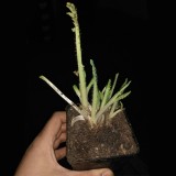 Мак багаторічний Pattys Plum (1 рослина) опис, характеристики, відгуки