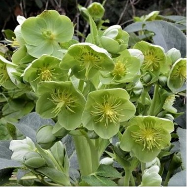 Морозник многоцветковый Argutifolius (1 растение) описание, отзывы, характеристики