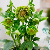 Морозник махровый Ellen Green (1 растение) описание, отзывы, характеристики