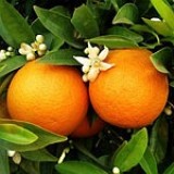 Апельсин кімнатний Washington navel (Вашингтон Навів) (1 саджанець) опис, характеристики, відгуки
