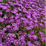 Делосперма Sundella Lavender (1 рослина) опис, характеристики, відгуки