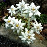 Едельвейс Альпійський Blossom of Snow (1 рослина) опис, характеристики, відгуки