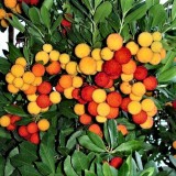 Кудрания Триостренная (Клубничное дерево) (1 растение) описание, отзывы, характеристики