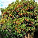 Кудранія Триостренна (Полуничне дерево) (1 рослина) опис, характеристики, відгуки