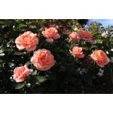 Троянда англійська Rene Goscinny опис, характеристики, відгуки