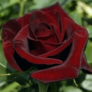 Троянда чайно-гібридна Black Magic (1 саджанець) опис, характеристики, відгуки