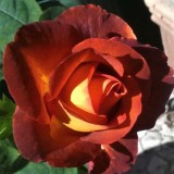 Троянда чайно-гібридна Coffe Break (1 саджанець) опис, характеристики, відгуки