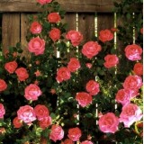 Роза чайно-гибридная Hermosa (1 саженец) описание, отзывы, характеристики