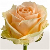 Троянда чайно-гібридна Peach Avalange (1 саджанець) опис, характеристики, відгуки