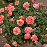 Роза английская Chippendale (1 саженец) описание, отзывы, характеристики