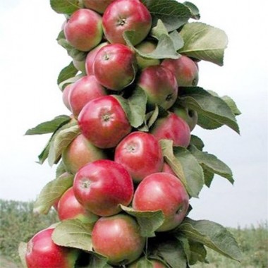 Яблуня колоновидна Джин (КВ-5) (1 саджанець) опис, характеристики, відгуки