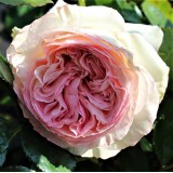 Троянда англійська Eden (1 саджанець) опис, характеристики, відгуки