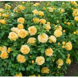 Троянда англійська Golden Celebration (1 саджанець) опис, характеристики, відгуки