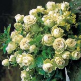 Троянда флорибунда Lovely Green (1 саджанець) опис, характеристики, відгуки