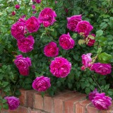 Роза английская Young Lycidas описание, отзывы, характеристики