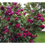 Троянда флорибунда Ascot (1 саджанець) опис, характеристики, відгуки