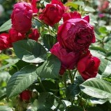 Троянда флорибунда Ascot (1 саджанець) опис, характеристики, відгуки