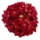 Гортензія деревовидна крупнолистова Hot Red (1 саджанець) опис, характеристики, відгуки