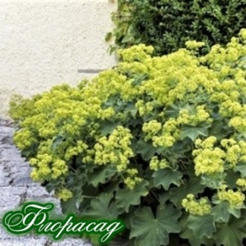 Alchemilla mollis robustica описание