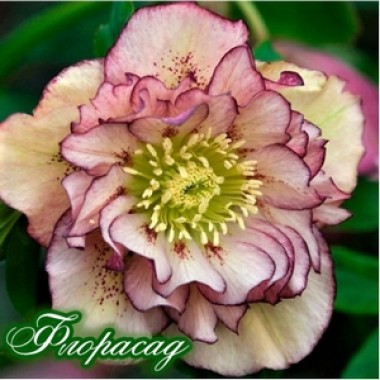 Морозник махровый Ellen Picotee (1 растение) описание, отзывы, характеристики