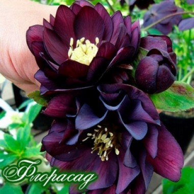 Морозник махровый Ellen Purple (1 растение) описание, отзывы, характеристики