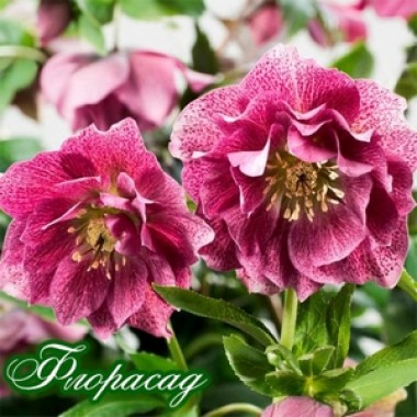 Морозник махровый Hybrids Pink Promise (1 растение) описание, отзывы, характеристики