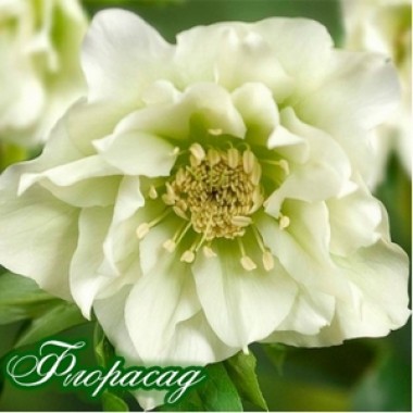 Морозник махровый White Promise (1 растение) описание, отзывы, характеристики