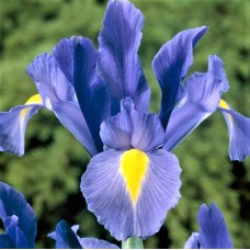 Ирис hollandica Blue (3 луков.)