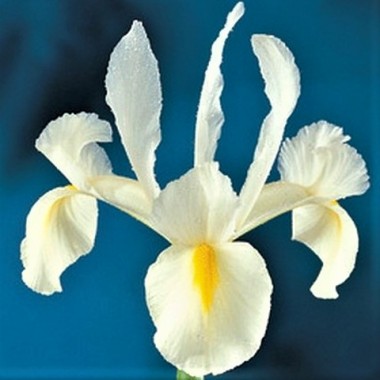 Ирис hollandica White (3 луков.) описание, отзывы, характеристики
