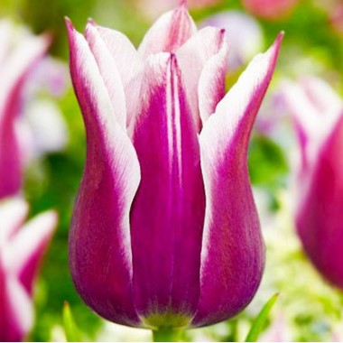 Тюльпан лілієквітковий Claudia (3 цибулини) опис, характеристики, відгуки