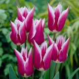Тюльпан лілієквітковий Claudia (3 цибулини) опис, характеристики, відгуки