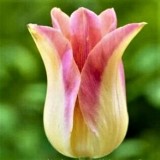 Тюльпан лилиецветный Elegant Lady (3 луков.) описание, отзывы, характеристики