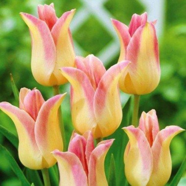 Тюльпан лілієквітковий Elegant Lady (3 цибулини) опис, характеристики, відгуки