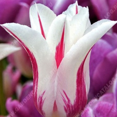Тюльпан лілієквітковий Marilyn (3 цибул.) опис, характеристики, відгуки