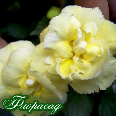 Ахіменес Double Yellow English Rose (1 рослина) опис, характеристики, відгуки