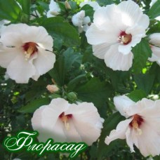 Гібіскус сирійський білий (1 рослина)