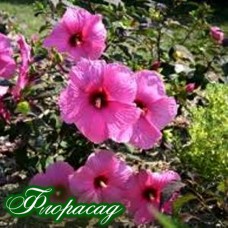 Гибискус сирийский розовый (1 растение)